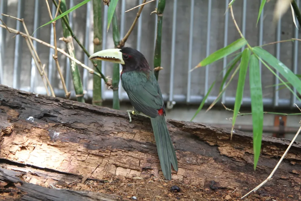 File:Pteroglossus azara -Philadelphia Zoo, Pennsylvania, USA-8a.jpg