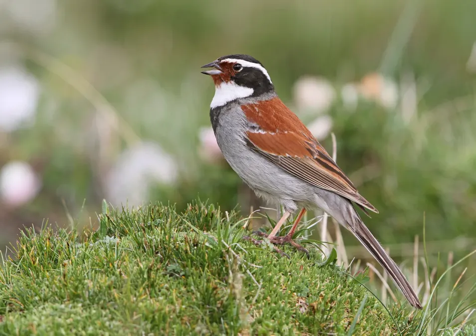 File:Emberiza koslowi 367800246.jpg