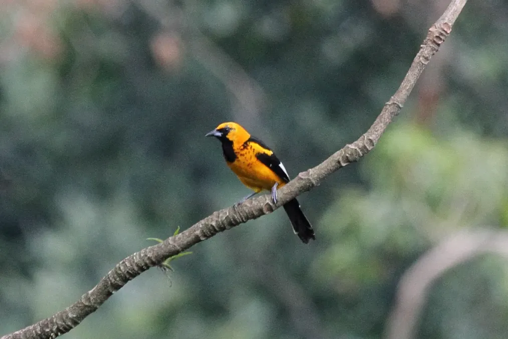 File:Spot-breasted Oriole (Icterus pectoralis).jpg