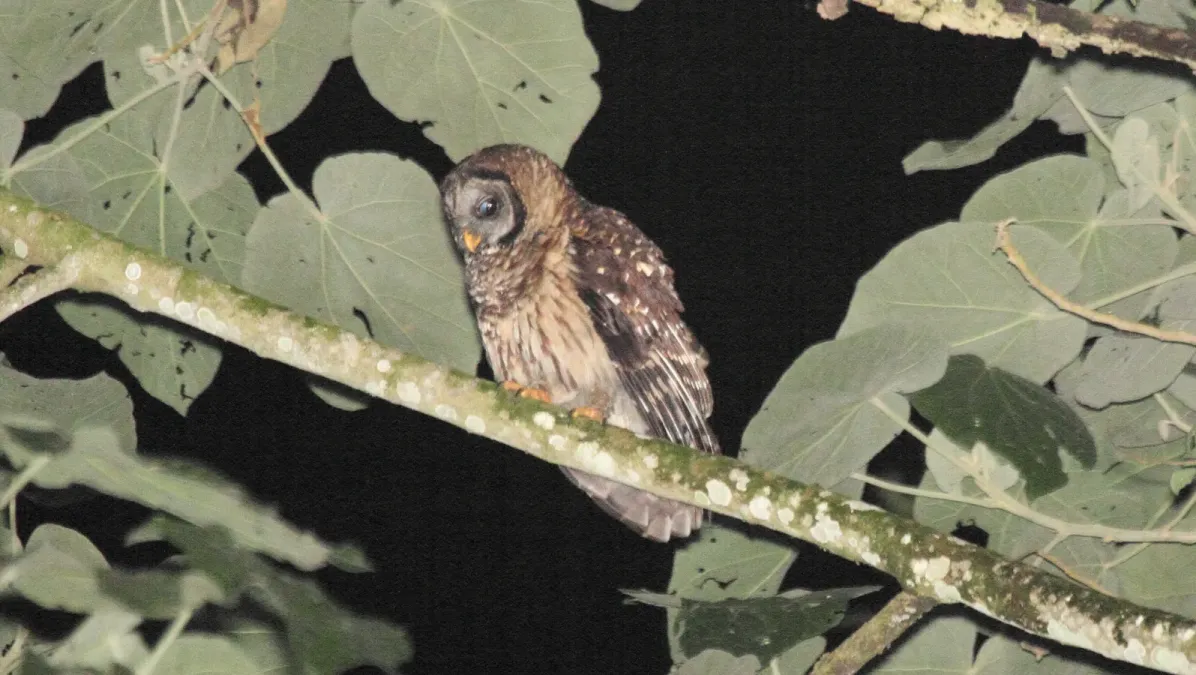 File:Fulvous Owl (Strix fulvescens).jpg