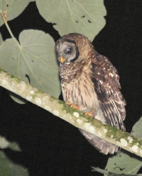 File:Fulvous Owl (Strix fulvescens) cropped.jpg