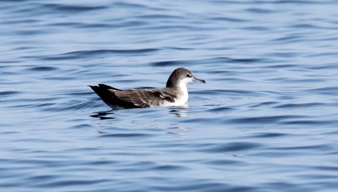 File:Puffinus subalaris.jpg