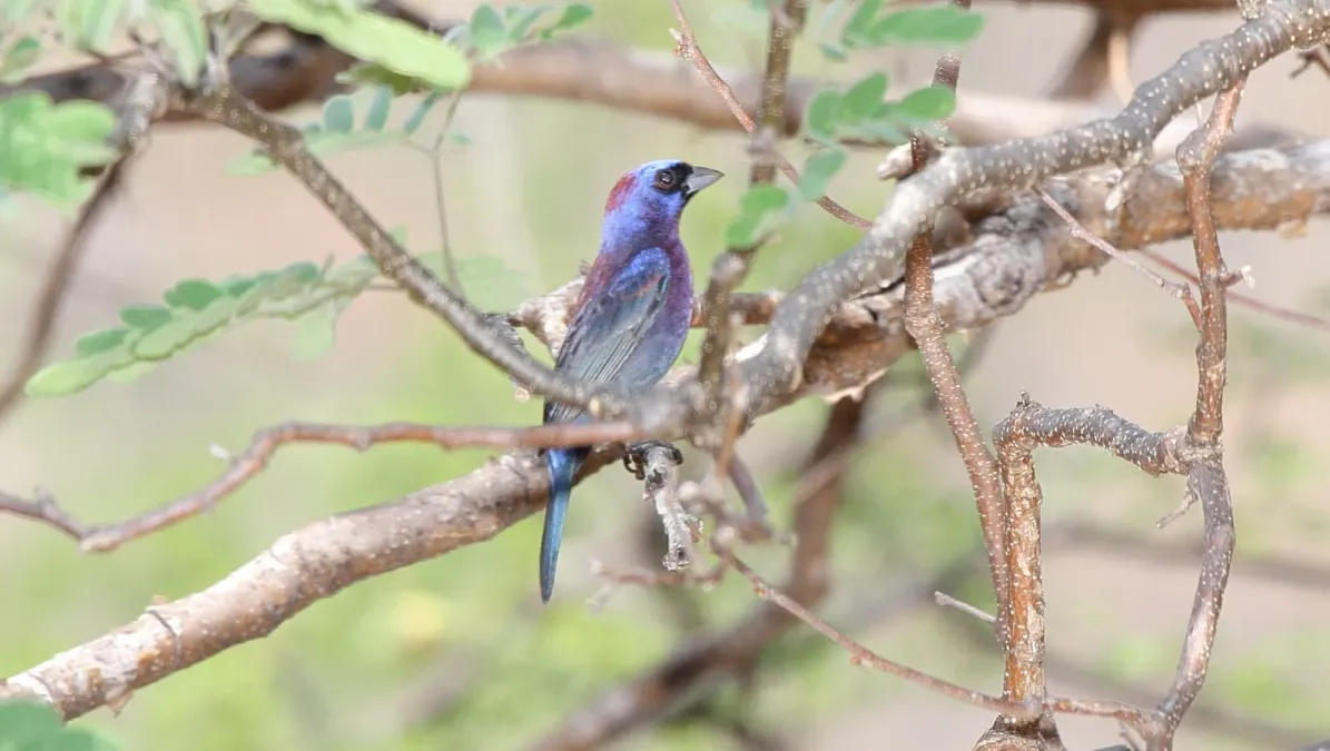 File:Passerina versicolor.jpg