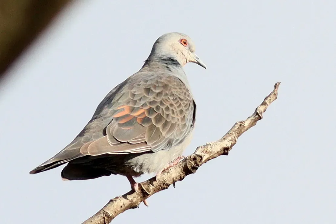 File:Streptopelia lugens 190312680.jpg