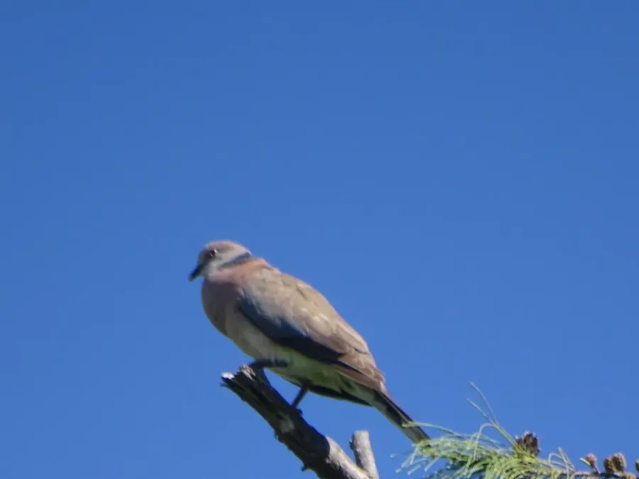 File:Streptopelia dusumieri 53461175.jpg