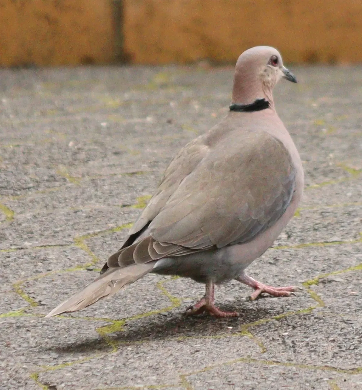 File:Streptopelia semitorquata 423056834.jpg
