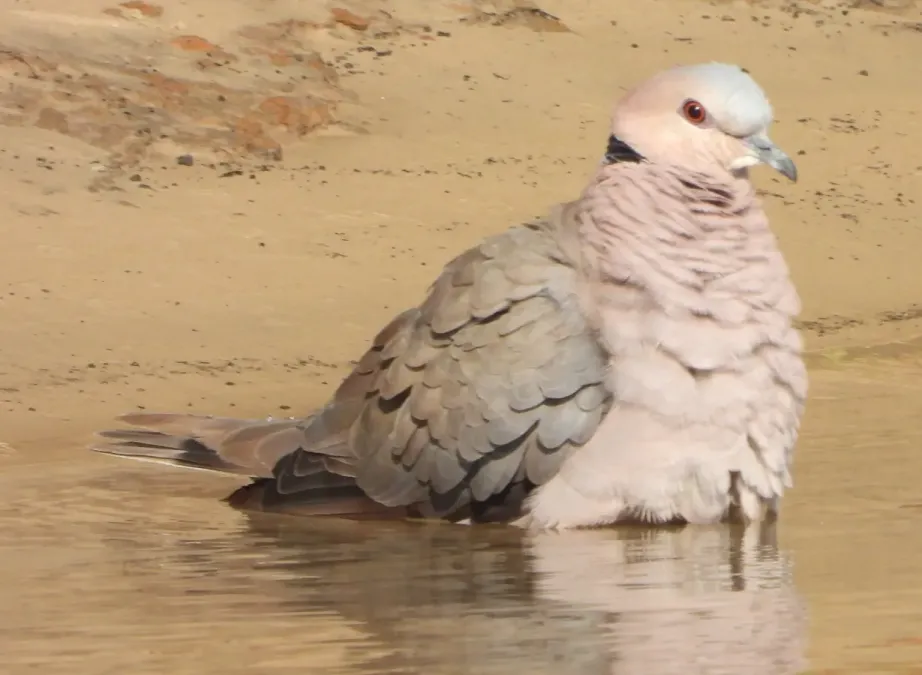 File:Streptopelia semitorquata 411355151.jpg