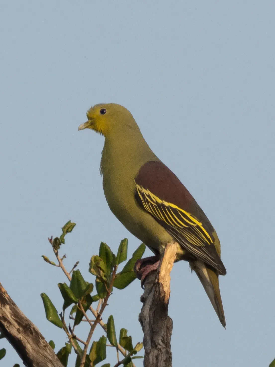 File:Treron pompadora 62167538.jpg