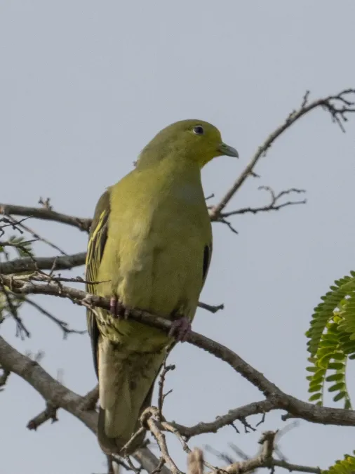 File:Treron pompadora 62170648.jpg