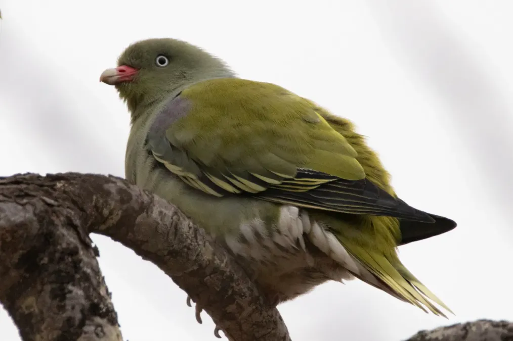 File:Treron calvus 411550050.jpg