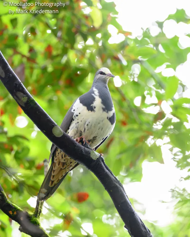 File:Leucosarcia melanoleuca 191482722.jpg