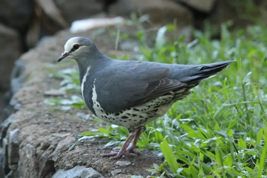 File:Leucosarcia melanoleuca 184425503.jpg