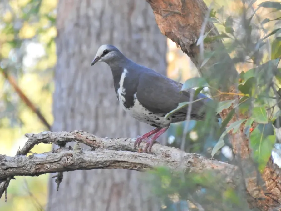 File:Leucosarcia melanoleuca 423283728.jpg