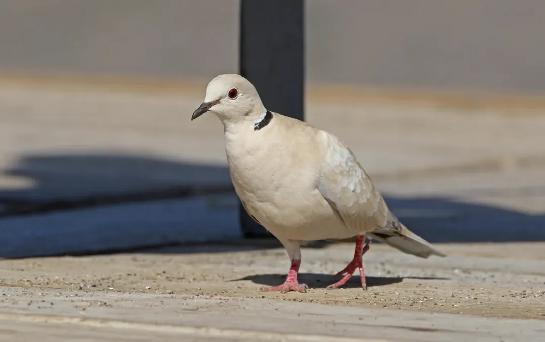 File:Streptopelia roseogrisea 184455781.jpg