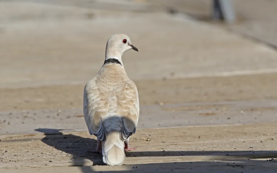 File:Streptopelia roseogrisea 184455670.jpg