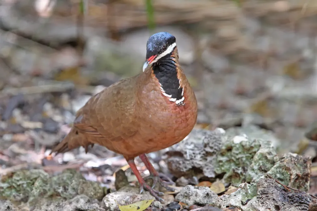 File:Starnoenas cyanocephala 104127451.jpg
