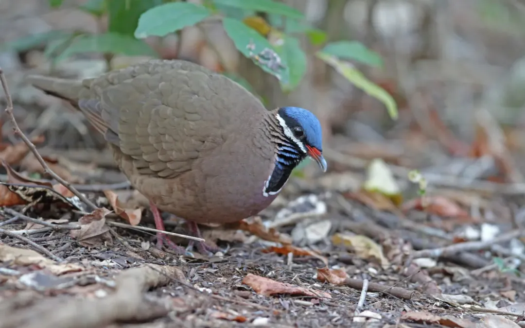 File:Starnoenas cyanocephala 104130901.jpg