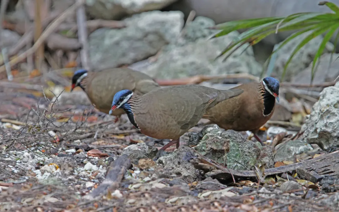File:Starnoenas cyanocephala 104127384.jpg