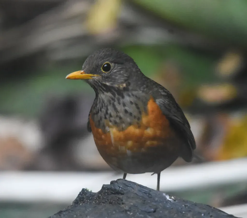 File:Turdus dissimilis 213536787.jpg