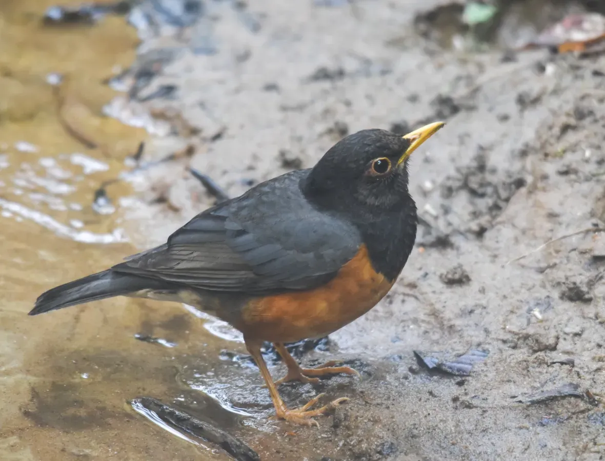 File:Turdus dissimilis 216140397.jpg