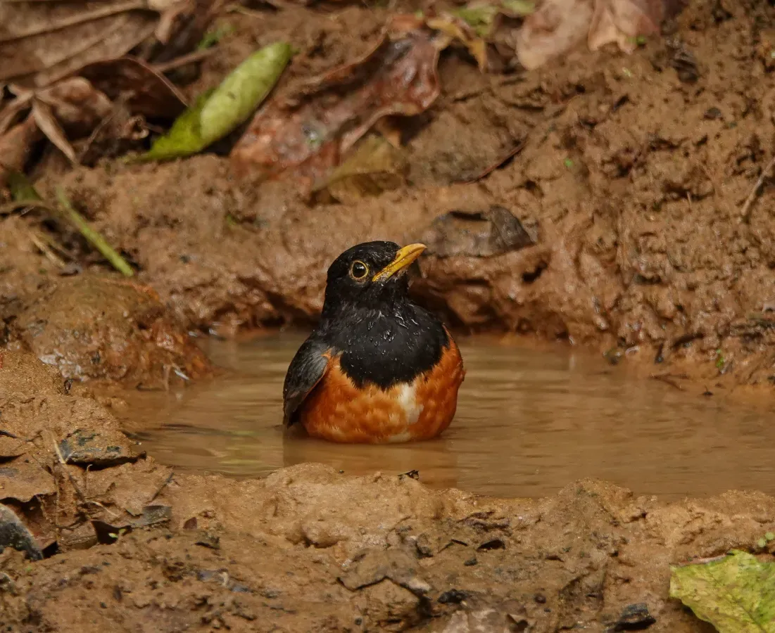 File:Turdus dissimilis 398949077.jpg