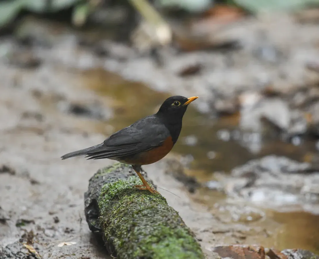 File:Turdus dissimilis 417554992.jpg