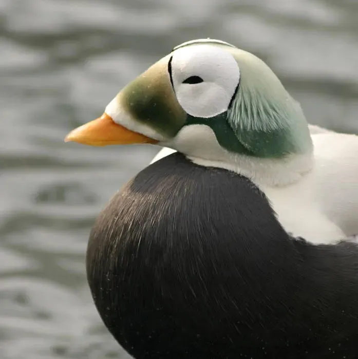 File:Threatened spectacled eider male (Somateria fischeri), Alaska SeaLife Center, Seward, Alaska.jpg