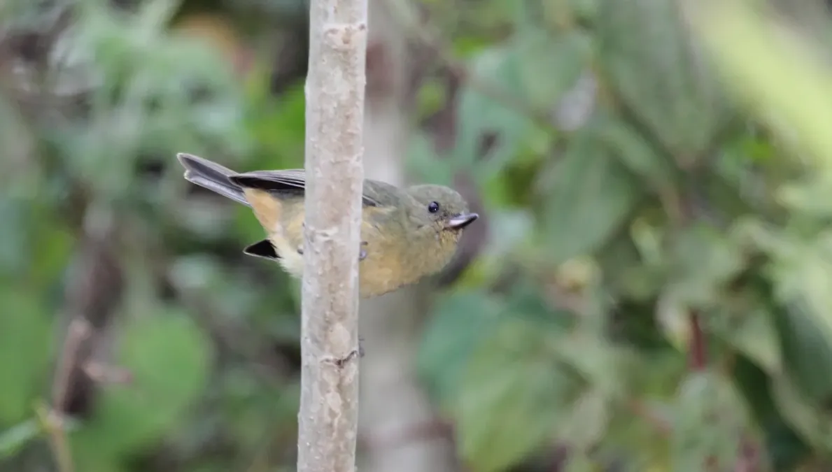 File:Diglossa baritula.jpg