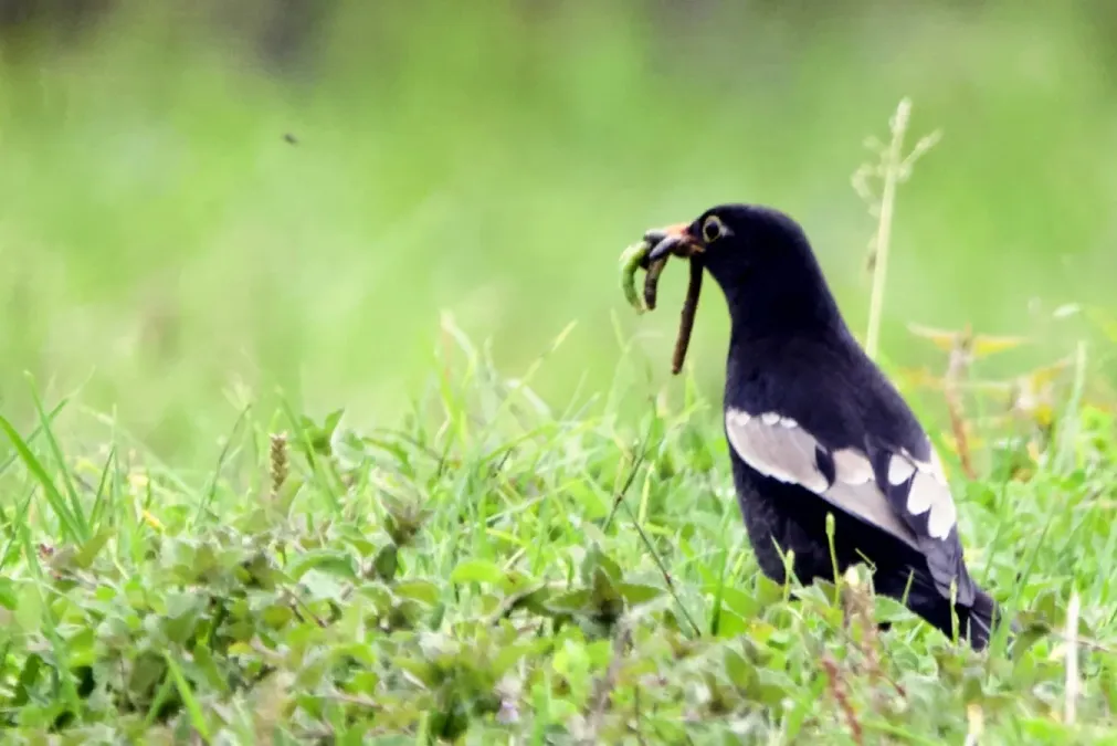 File:Turdus boulboul 197176802.jpg