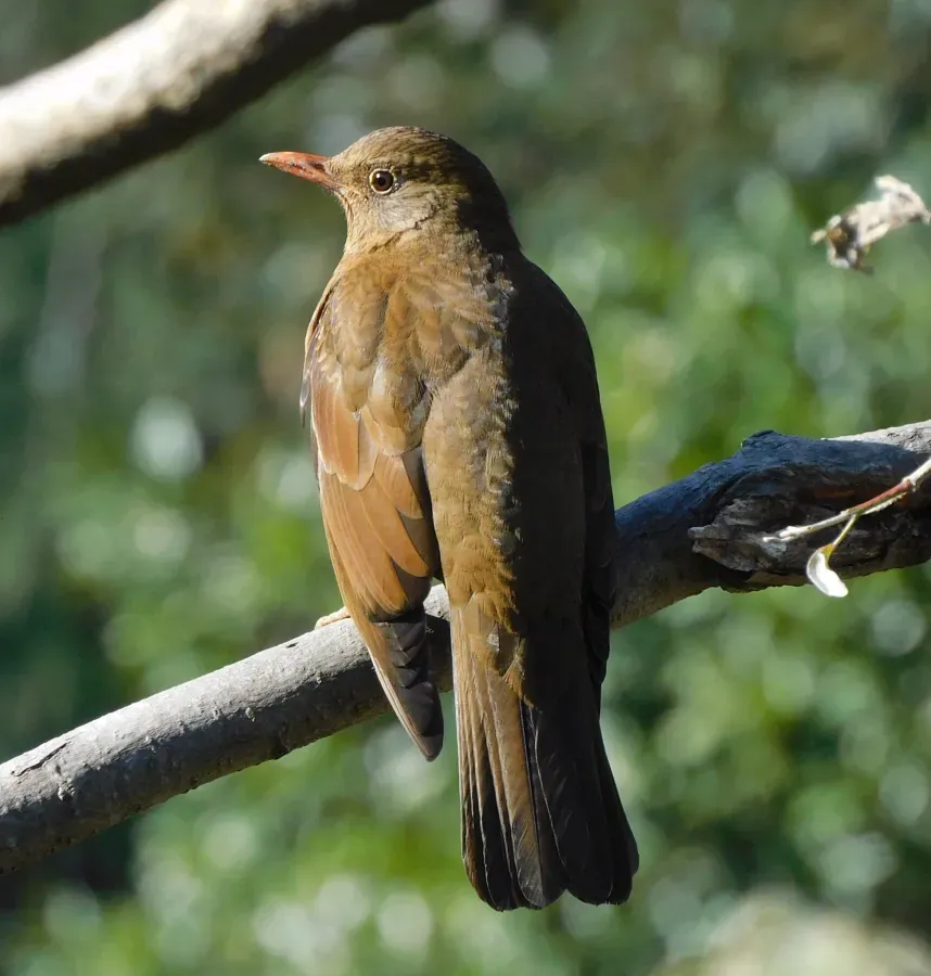 File:Turdus boulboul 179935072.jpg