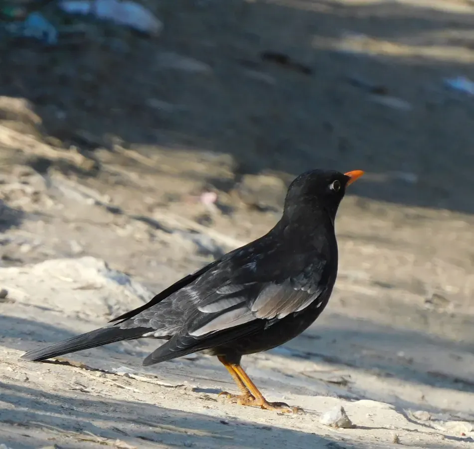 File:Turdus boulboul 179935108.jpg