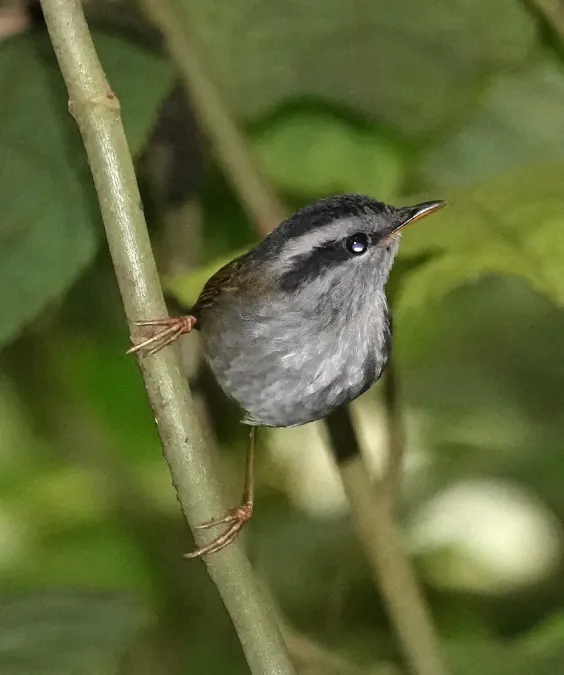 File:Tesia superciliaris 220933429.jpg