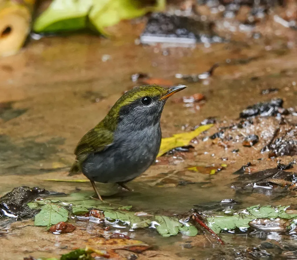 File:Tesia cyaniventer 186688155.jpg
