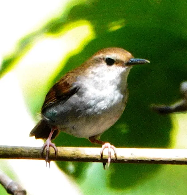 File:Urosphena subulata advena 331585349.jpg