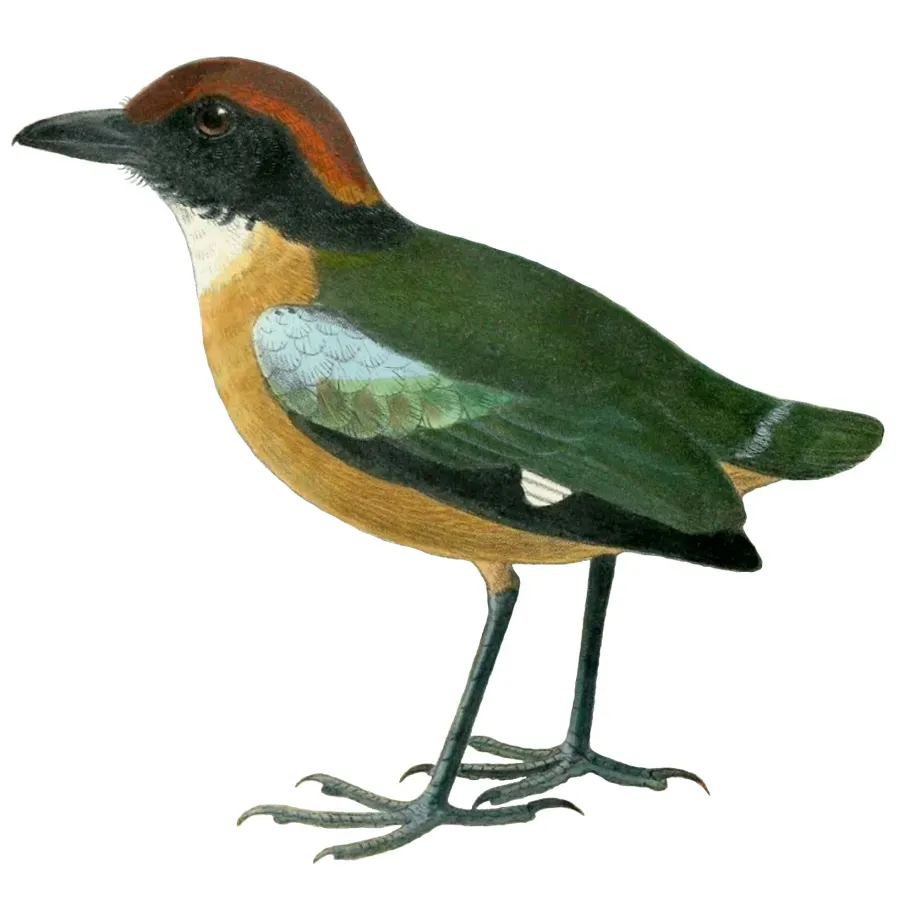 File:Pitta anerythra 1902 2.jpg
