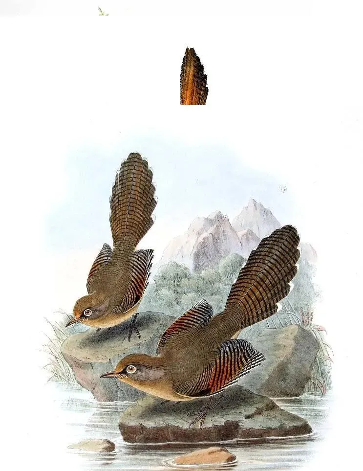 File:Actinodura ramsayi by John Gould.jpg