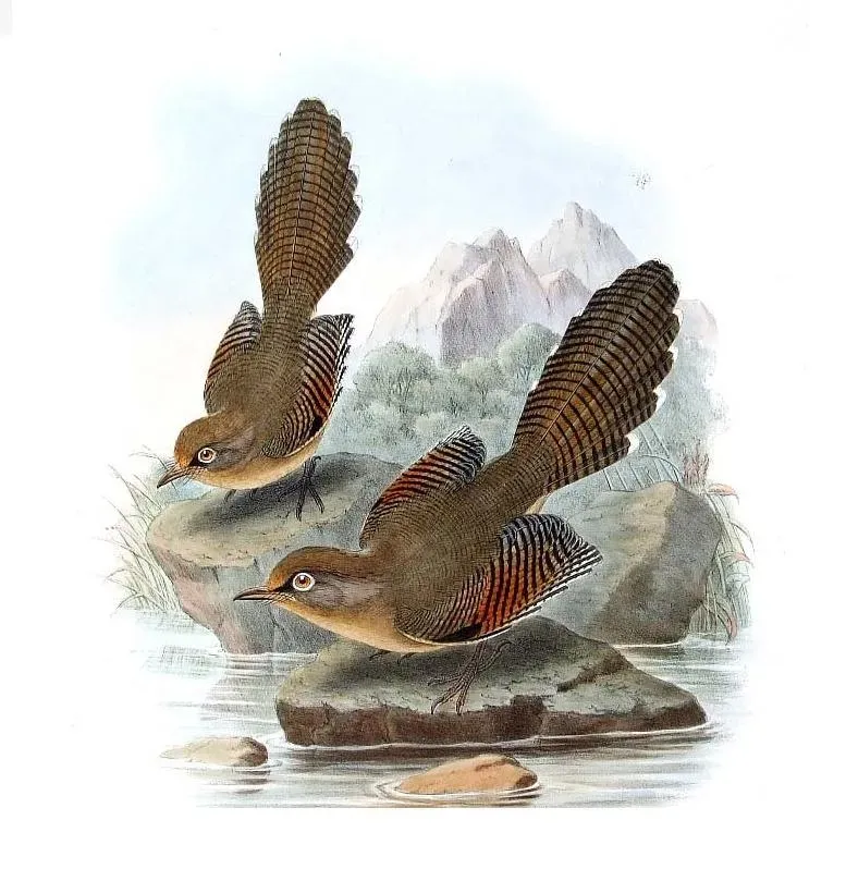 File:Actinodura ramsayi by John Gould 1.jpg