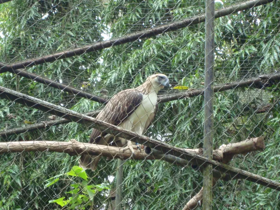 File:Pithecophaga jefferyi -Philippine Eagle Center, Davao City, Philippines-8a.jpg