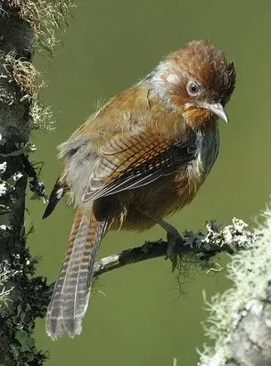 File:Actinodura morrisoniana 1.jpg