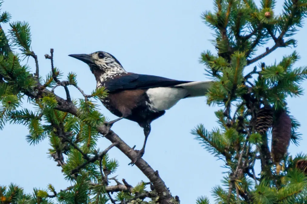 File:Nucifraga hemispila perched in Picea smithiana, Rara Lake, Nepal (crop).jpg
