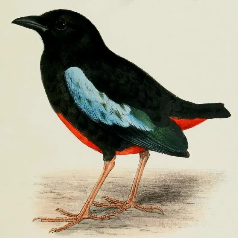 File:Novitateszoologi21lond 0537 Pitta superba 2.jpg
