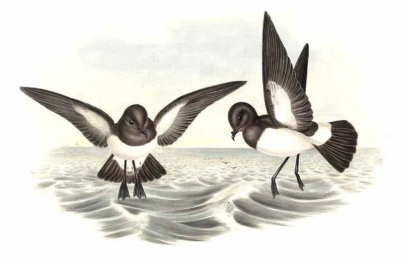 File:Fregetta grallaria by John Gould.jpg