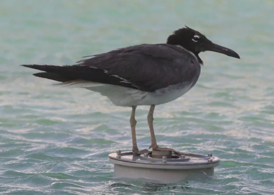 File:Ichthyaetus leucophthalmus 324362639.jpg