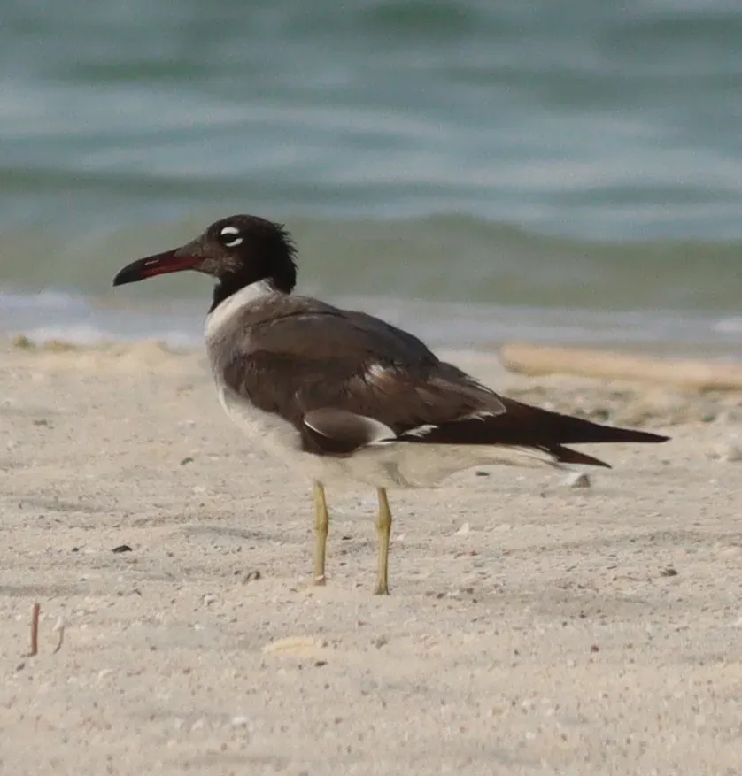 File:Ichthyaetus leucophthalmus 327149376.jpg