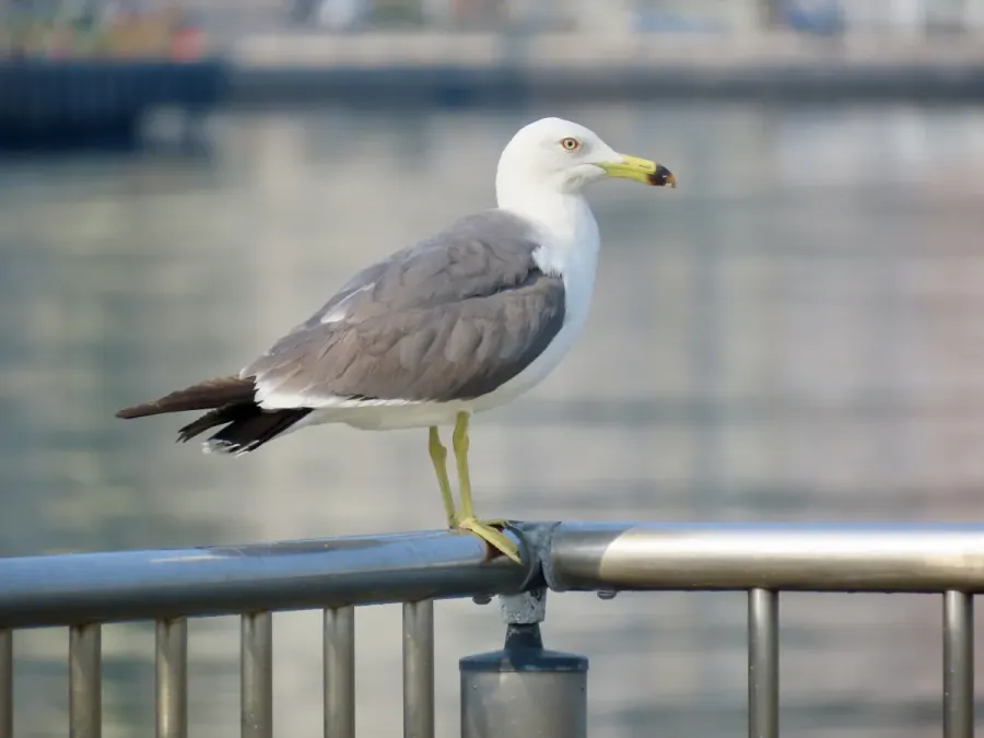 File:Larus crassirostris 402344492.jpg
