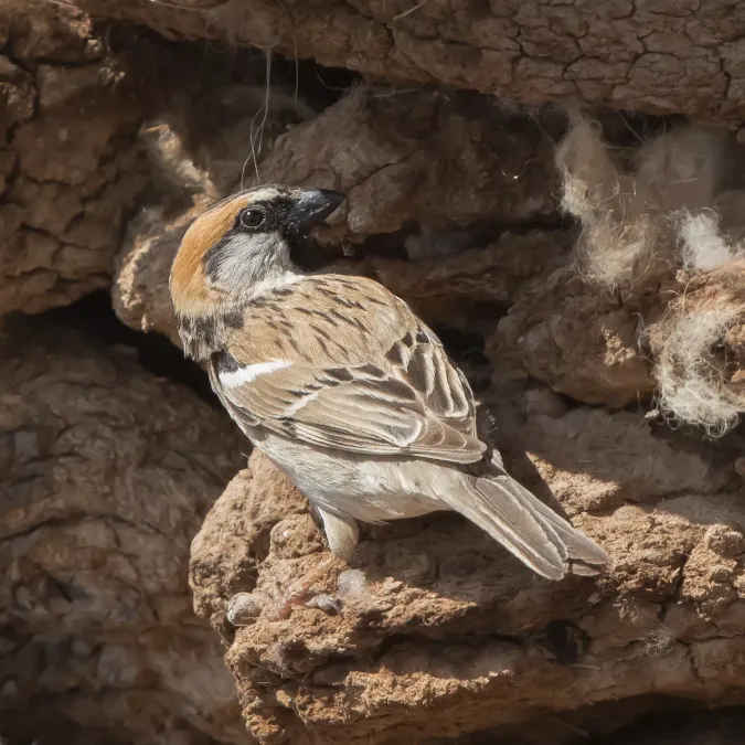 File:Saxaul Sparrow Male (Passer ammodendri) - Загийн боршувуу (cropped).jpg