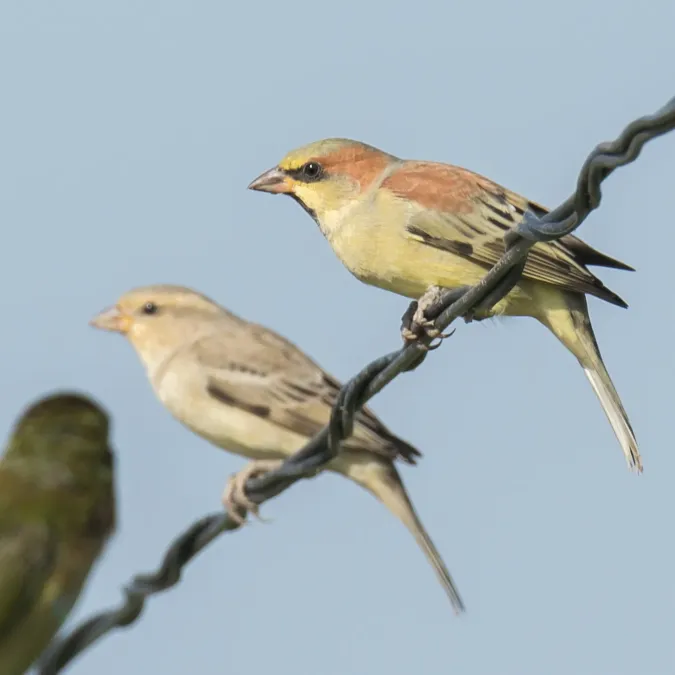 File:Passer flaveolus 102177449 (cropped).jpg