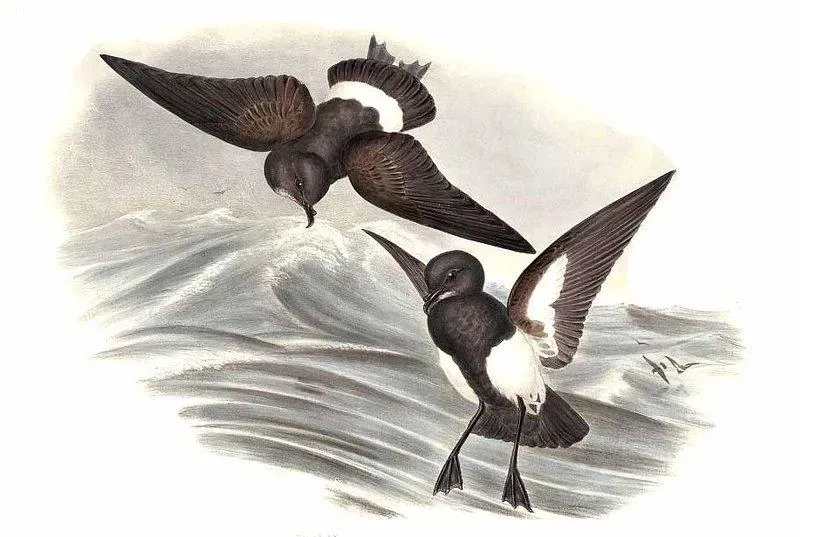 File:Fregetta tropica By John Gould.jpg