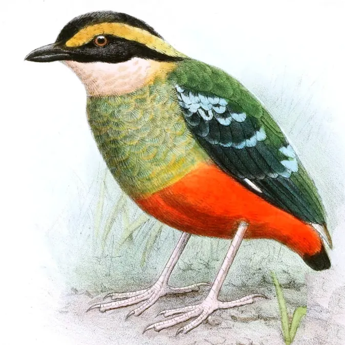 File:Pitta reichenowi Goodchild 2.jpg