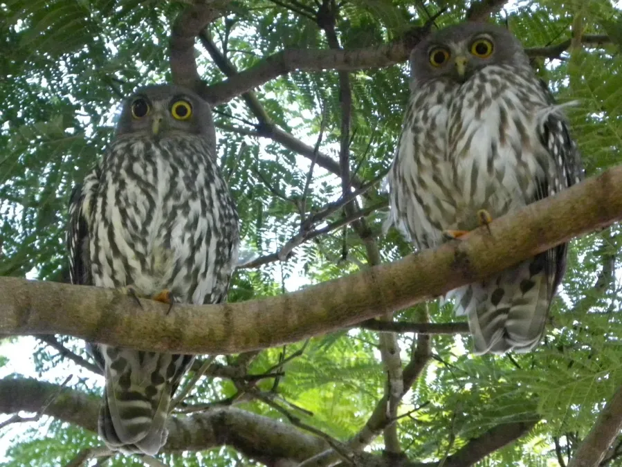 File:Barking Owls (Ninox connivens).jpg